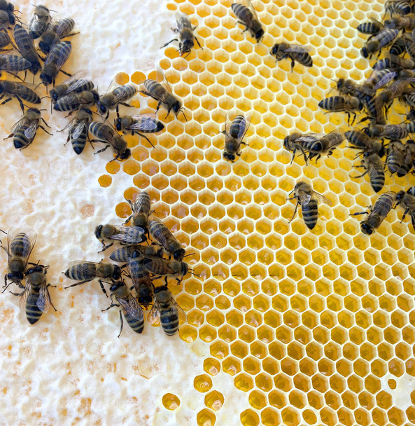 Estructura hexágono abstracta es panal de abeja colmena llena ingenio
 - Foto, imagen
