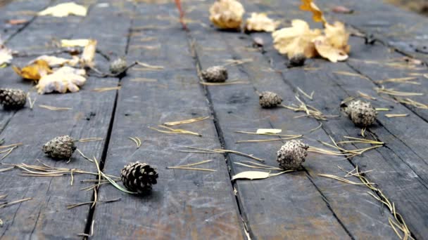 Sulla vecchia pavimentazione in legno sono cadute pigne, foglie giallo autunno di acero e quercia. Il vento soffia via le foglie, caduta foglia autunnale.
. - Filmati, video