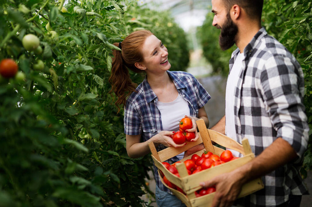 Cute woman and man in tomato plant at hothouse - Foto, Bild