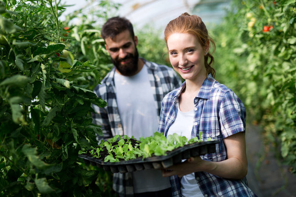 Cute woman and man in tomato plant at hothouse - Foto, Imagen