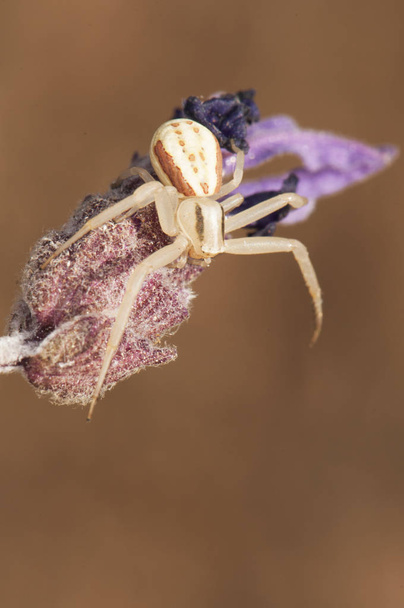 Runcinia grammica μικρό καβούρι αράχνη κοινή για τα φυτά στην Ανδαλουσία περιμένουν για θήραμα - Φωτογραφία, εικόνα
