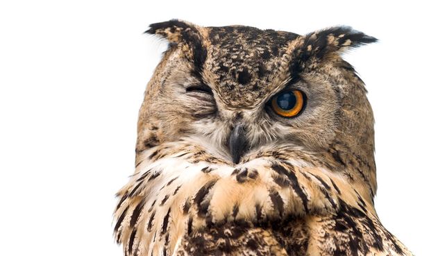 The horned owl with one open eye. Isolated on a white background. - Fotó, kép