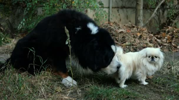 großer schwarzer Hund bernischer Sennenhund mit Interesse schnüffelt und leckt unter dem Schwanz eines kleinen weißen Pekinese-Hundes. Nahaufnahme. - Filmmaterial, Video