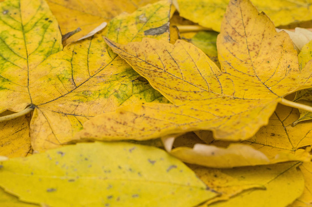 Autunno giallo sicomoro foglie sfondo
 - Foto, immagini