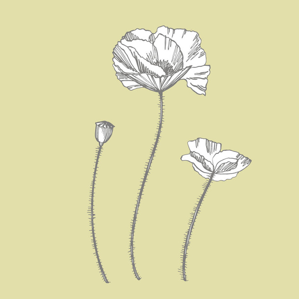 Poppy flowers. Botanical plant illustration. Vintage medicinal herbs sketch set of ink hand drawn medical herbs and plants sketch - Vector, Imagen