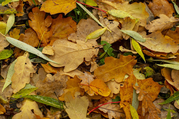 Texture of fallen leaves of different tree species on the ground - 写真・画像