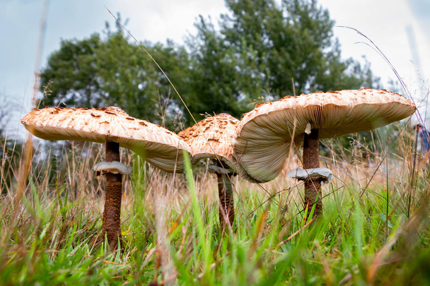Autumn with the beautiful "parasol mushroom" Latin name "Macrolepiota procerain"  picture taken in the National park Dwingeloo the Netherlands - Photo, Image