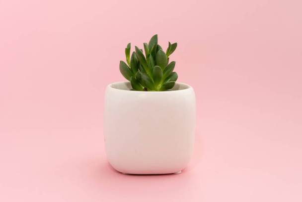 Little succulent plant in a white pot on a pink background. Design concept. Central composition mockup - Photo, image