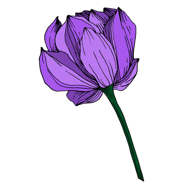 Vector Lotus floral botanical flower. Black and white engraved ink art. Isolated lotus illustration element. - Wektor, obraz