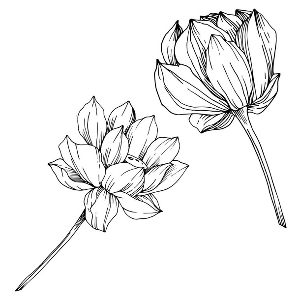 Květinové botanické květy. Černé a bílé ryté inkoustem. Izolovaný ilustrací prvku Lotus. - Vektor, obrázek