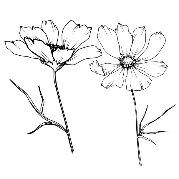 Vector Cosmos flores botânicas florais. Tinta gravada a preto e branco. Isolado elemento de ilustração cosmea
. - Vetor, Imagem