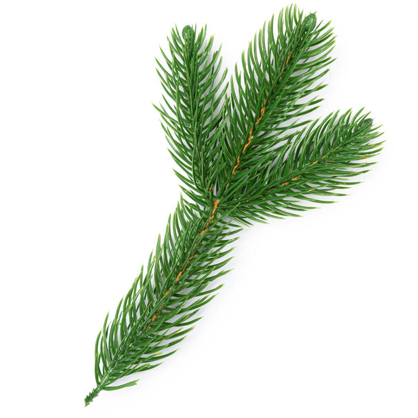 Fir branch isolated a on white background - Photo, Image