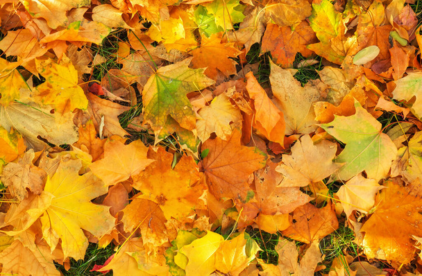 Feuilles d'érable orange, rouge et jaune colorées d'automne comme fond
 - Photo, image