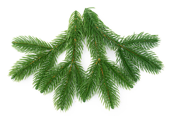 Fir branches isolated a on white background - Photo, Image