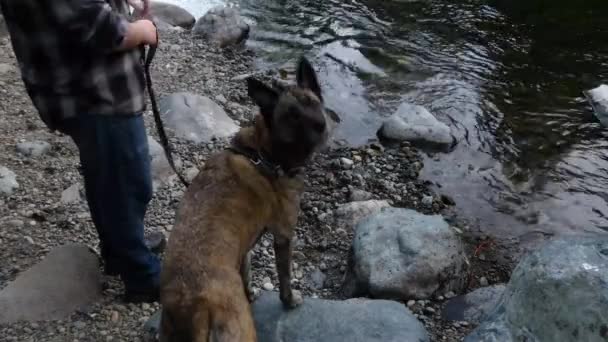jonge man met een brindle hond aan de rand van een rivier - Video