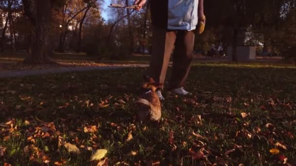 cachorro engraçado está pulando e brincando no gramado. O cão joga com pau e com o proprietário no parque no relare do pôr-do-sol. Cuidados e treinamento para animais de estimação
. - Filmagem, Vídeo