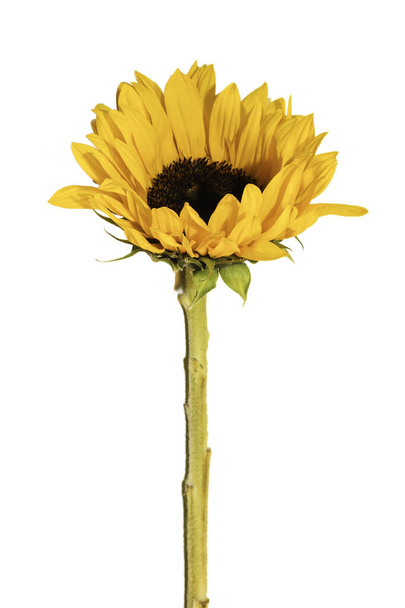 Sunflower Isolated - yellow sunflower over white background - 写真・画像