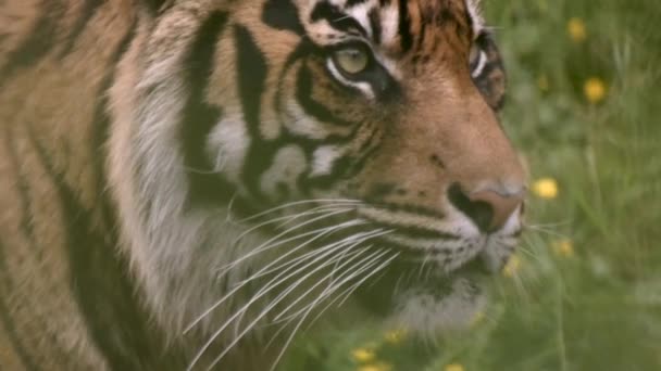 tiger blurred behind grasses roars - Imágenes, Vídeo