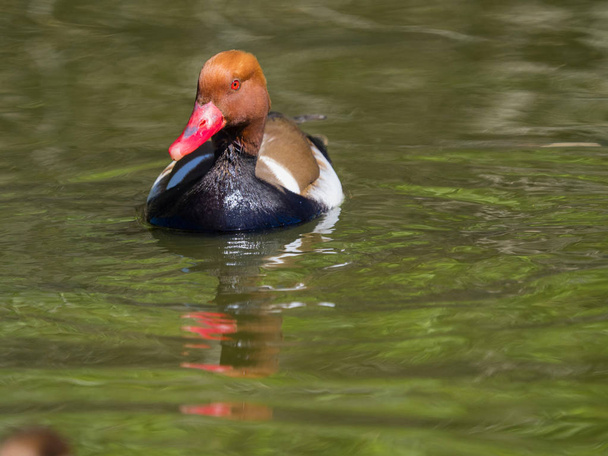 Kırmızı ördek suda yüzüyor. - Fotoğraf, Görsel