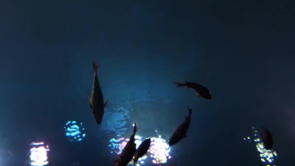 обучение рыб на дне зажженного аквариума
 - Кадры, видео