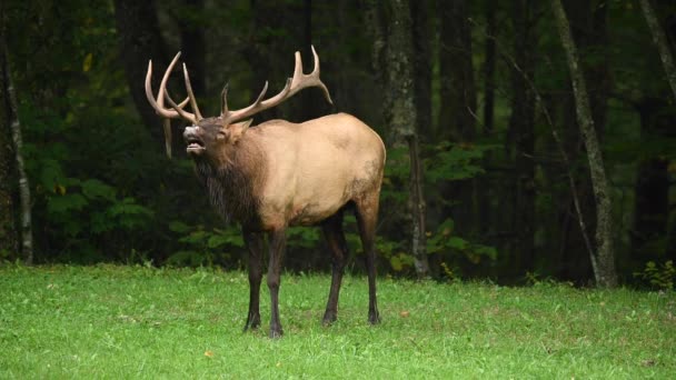 Bull Elk čichá vzduch k detekci feromonů - Záběry, video