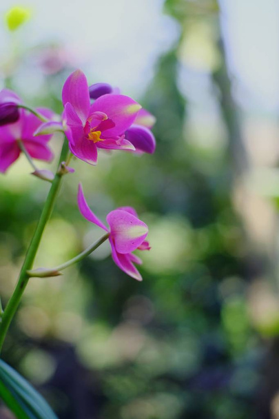 Belles fleurs roses d'orchidée fleurissant dans le jardin
  - Photo, image