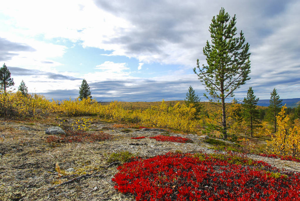 Χρώματα του φθινοπώρου στη βόρεια Νορβηγία  - Φωτογραφία, εικόνα