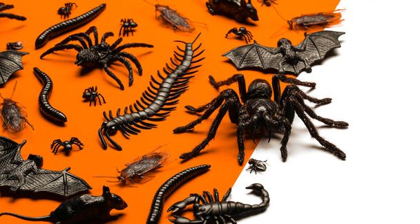 Black Halloween creepy crawly bugs and spiders on orange backgro - Photo, Image