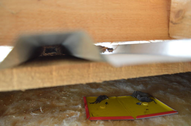 Disinfection of field mice is caught in a mousetrap - Photo, Image