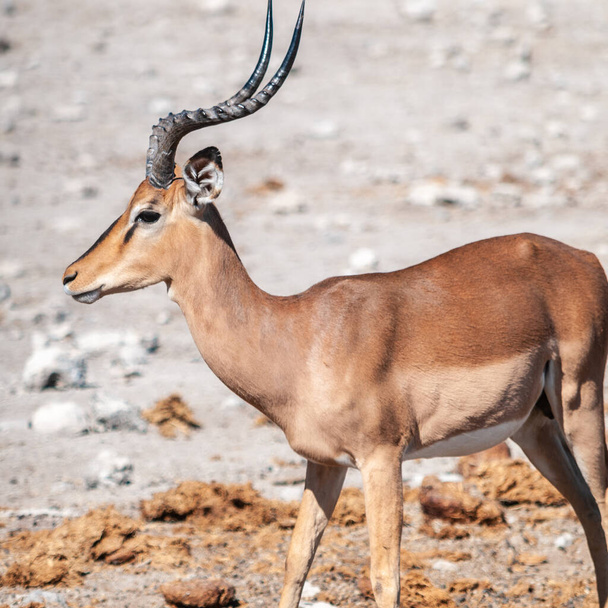 Impalas v národním parku Etosha - Fotografie, Obrázek