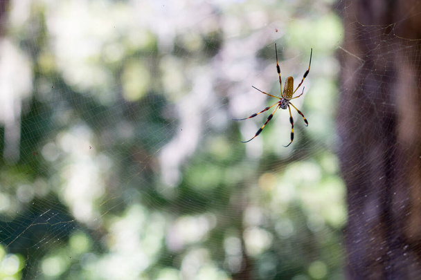 Golden orb Spider in web - Photo, Image