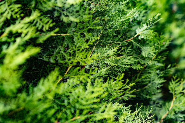 Gros plan de belles feuilles de Noël vertes de Thuja arbres sur fond vert
 - Photo, image