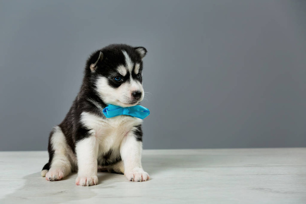 Zwart-witte hond met blauwe stropdas op grijze achtergrond. Pups van Husky ras poseren. - Foto, afbeelding