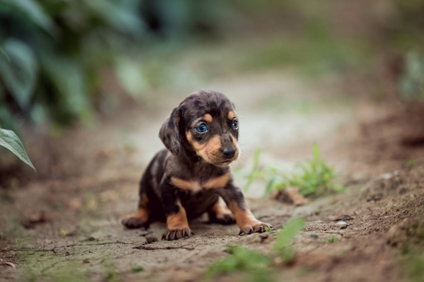 Brown dog with blue eyes is sitting on the grass. Dachshund puppy. Little puppy marble tabby. - 写真・画像