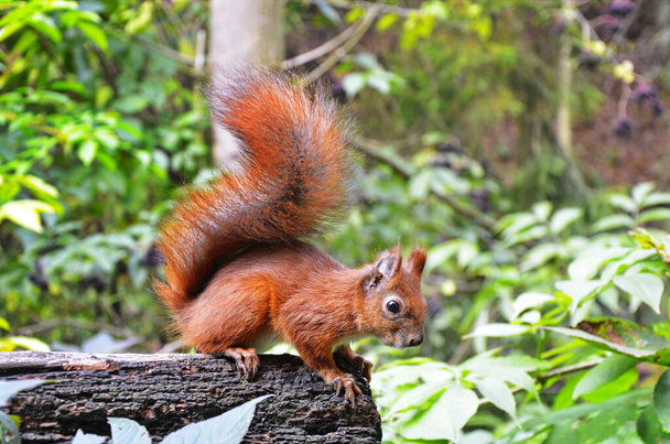 Portrait d'écureuil. Écureuil dans la nature. Écureuil dans la forêt
. - Photo, image