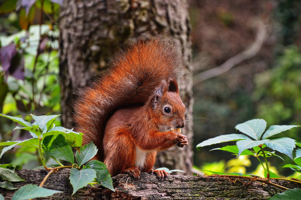 Oravamuotokuva. Orava luonnossa. Orava metsässä
. - Valokuva, kuva