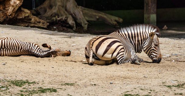 Hartmanns Mountain Zebra, Equus Seepra Hartmannae. Uhanalainen seepra.
 - Valokuva, kuva