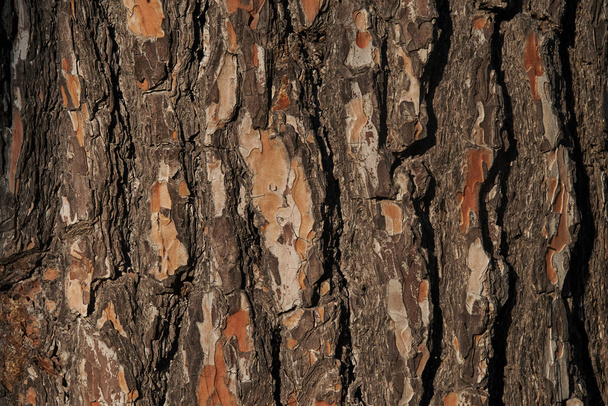 Closeup view of pine trunk as background. - Photo, Image