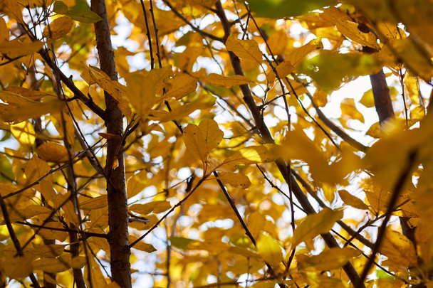 Folhagem de outono foto, ramos, folhas de luz solar
. - Foto, Imagem