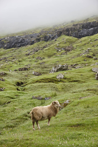 Owce na Wyspach Owczych klifów. Zielony Scenic krajobraz mglisty dzień - Zdjęcie, obraz