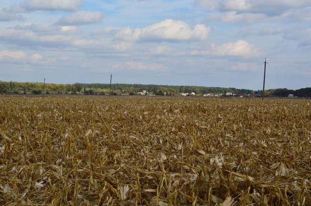 Польові зібрані кукурудзи, що залишилися вершини
 - Фото, зображення