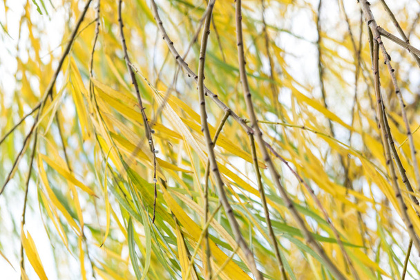 Nadchodzi jesień, nadchodzi jesień. Żółte, karmazynowe i kolorowe liście na gałęziach drzew i krzewów. Jasne, niezwykłe kolory liści na niebie. Dzień, zachmurzenie, wiatr. - Zdjęcie, obraz
