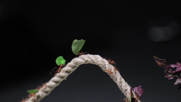 Leafcutter ants at work - Filmagem, Vídeo