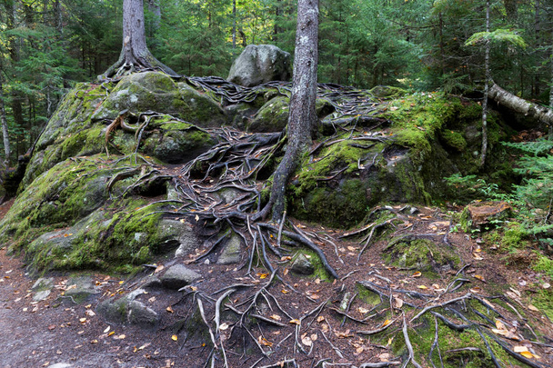 Άποψη των δέντρων και των βράχων στο Εθνικό Πάρκο Mont Tremblant. Κεμπέκ Καναδάς - Φωτογραφία, εικόνα