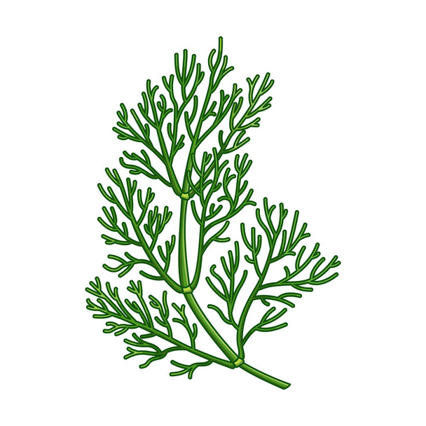 Dill spice vector realistic colored botanical illustration - Vektor, kép