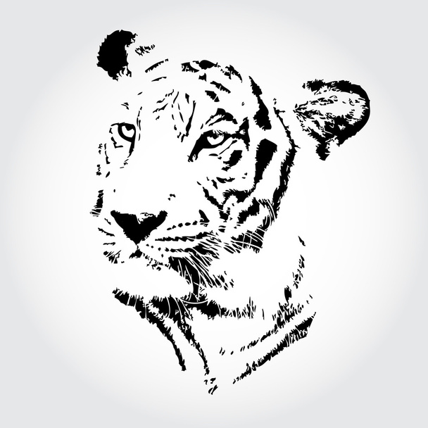 tigre - Foto, Imagen