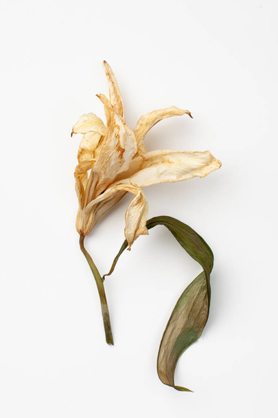Dry white Lily flower with leaf on white background. Copy space text - Φωτογραφία, εικόνα