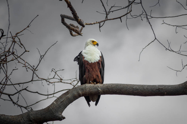 Американский орёл над веткой смотрит направо
 - Фото, изображение