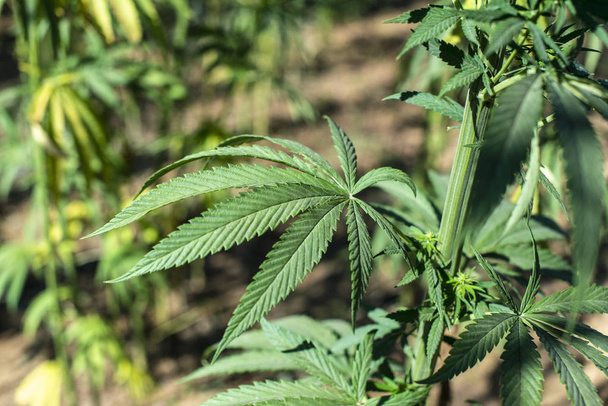 Granja de marihuana. Cultivo Cannabis sativa en granja
. - Foto, Imagen