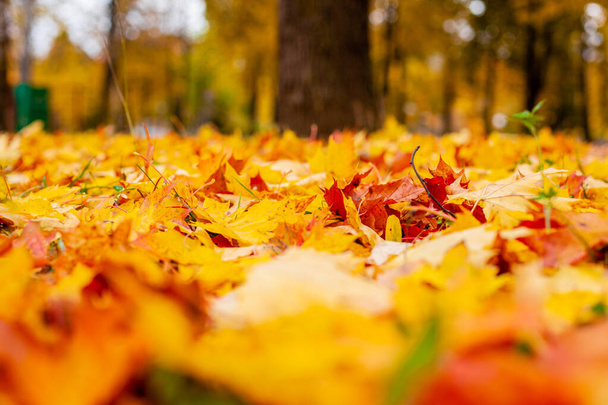 Gele herfstbladeren op de grond. Rode en oranje herfst bladeren achtergrond. - Foto, afbeelding